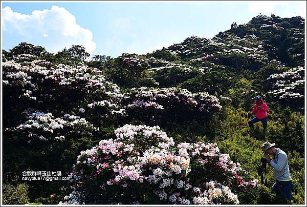 合歡群峰玉山杜鵑 (19).JPG