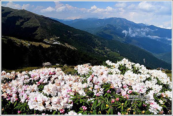 合歡群峰玉山杜鵑 (27).JPG