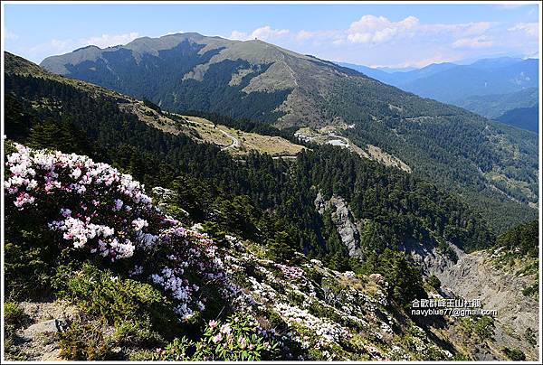 合歡群峰玉山杜鵑 (25).JPG