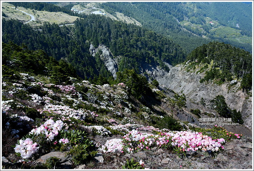 合歡群峰玉山杜鵑 (22).JPG