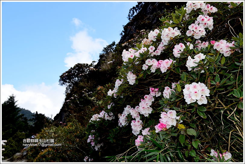 小奇萊步道玉山杜鵑