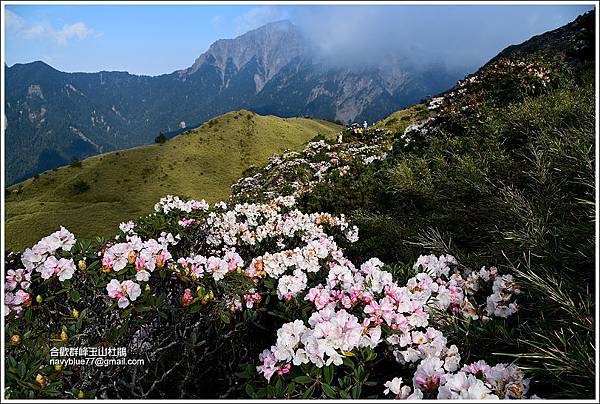 小奇萊步道玉山杜鵑