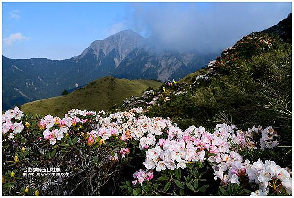 小奇萊步道玉山杜鵑