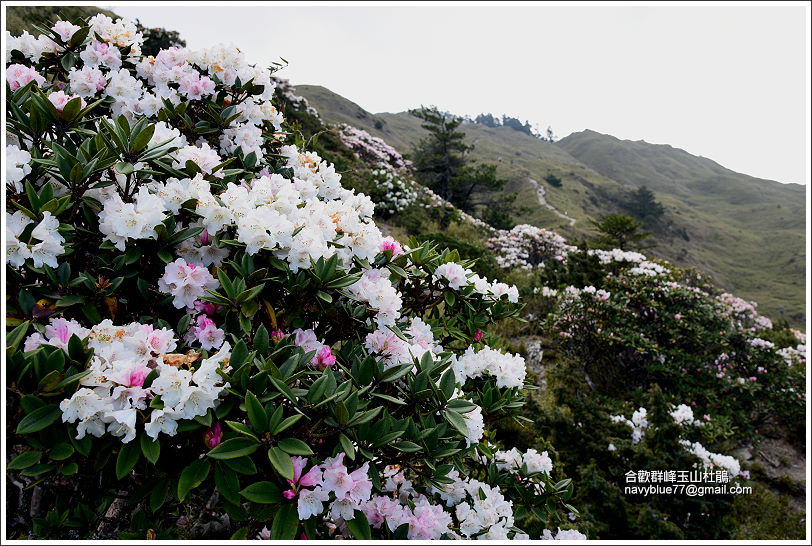 小奇萊步道玉山杜鵑