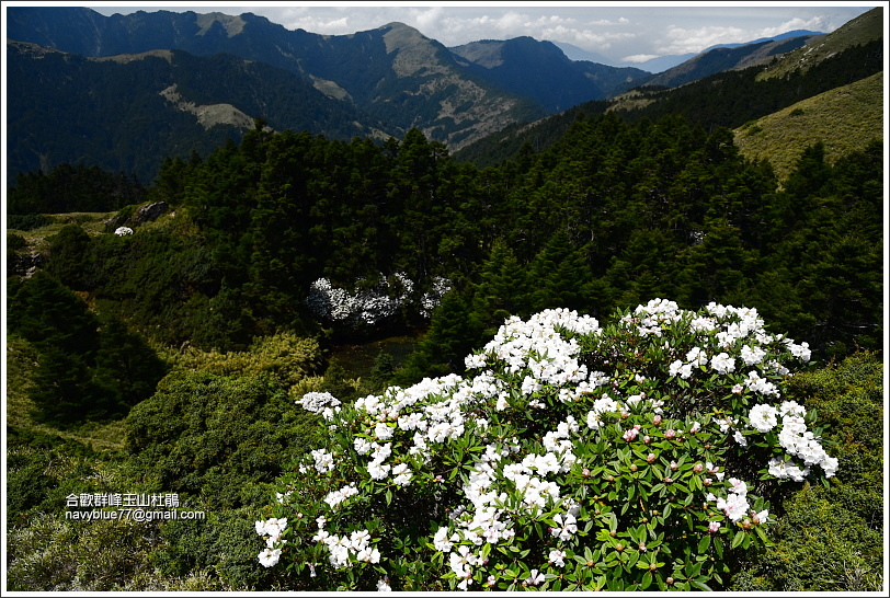 合歡北峰玉山杜鵑