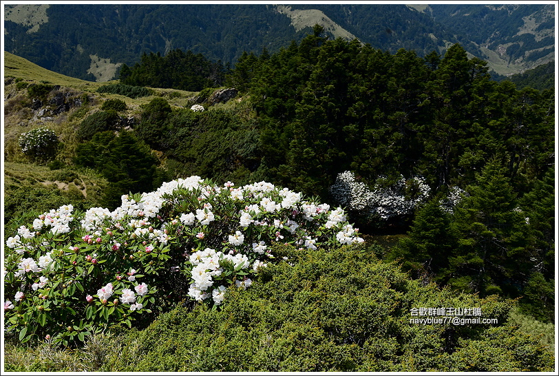 合歡北峰玉山杜鵑