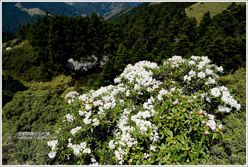 合歡北峰玉山杜鵑