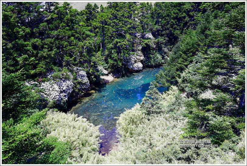 合歡北峰玉山杜鵑