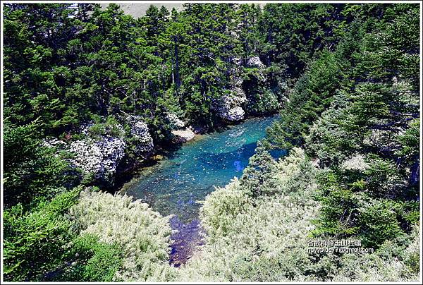 合歡北峰玉山杜鵑