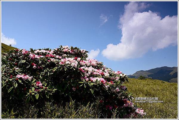 合歡山區玉山杜鵑