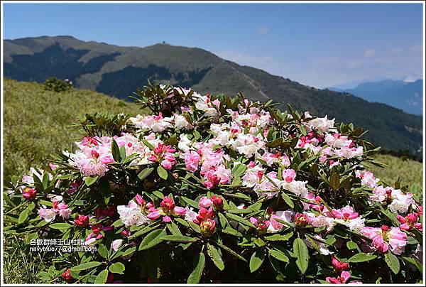 合歡山區玉山杜鵑