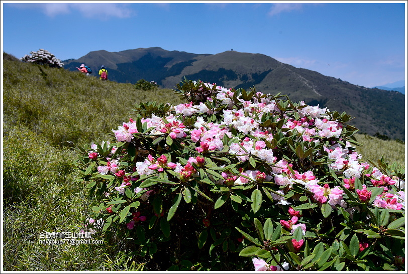 合歡山區玉山杜鵑