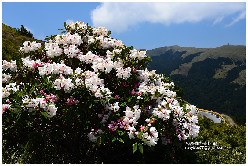 合歡山區玉山杜鵑