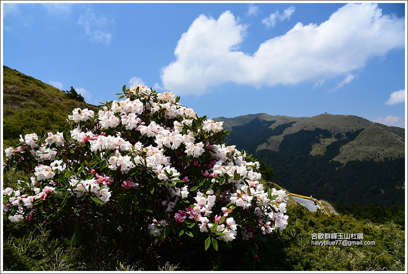 合歡山區玉山杜鵑