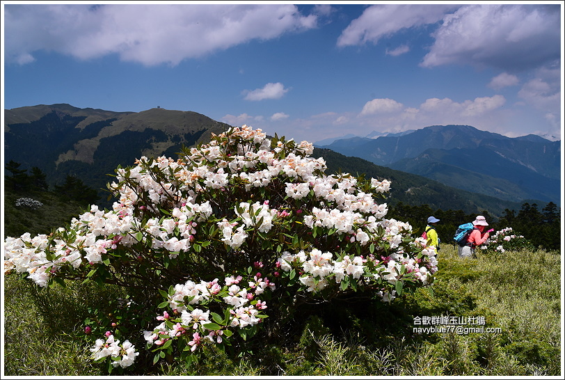 合歡山區玉山杜鵑