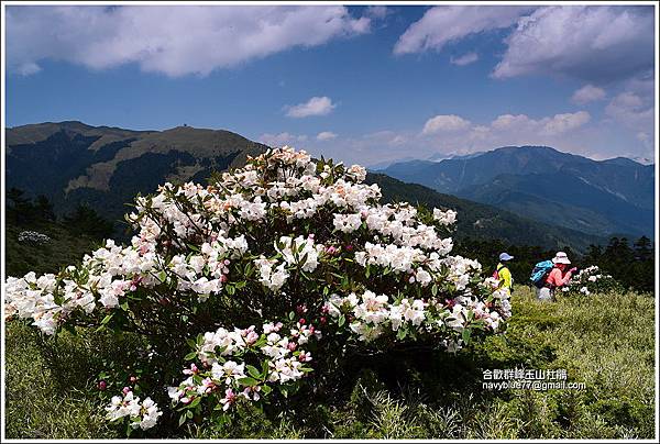 合歡山區玉山杜鵑