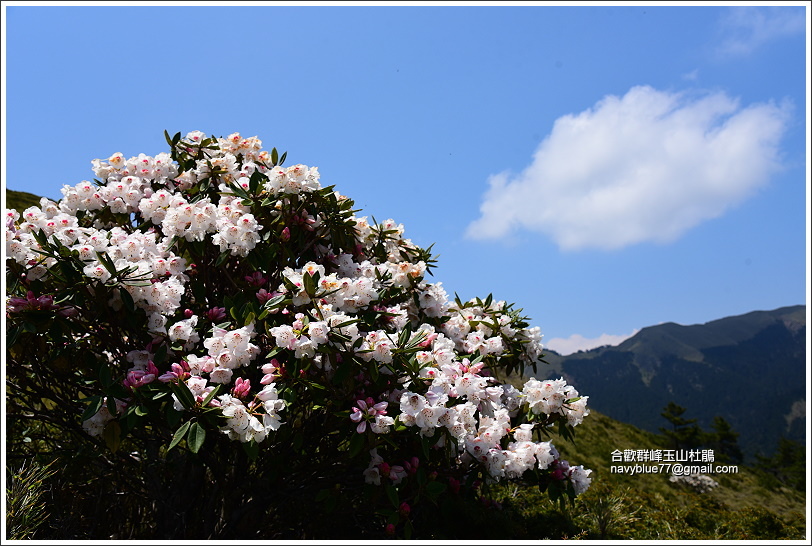 合歡山區玉山杜鵑