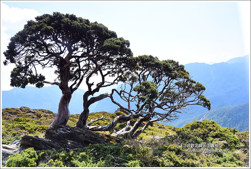 合歡山玉山杜鵑 (0).JPG