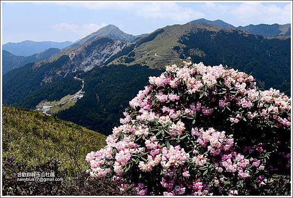 合歡北峰玉山杜鵑