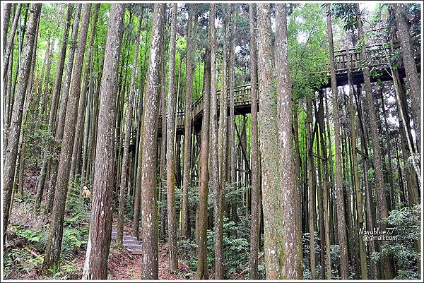 石壁木馬古道-五元二角-雲嶺之丘 (13).JPG