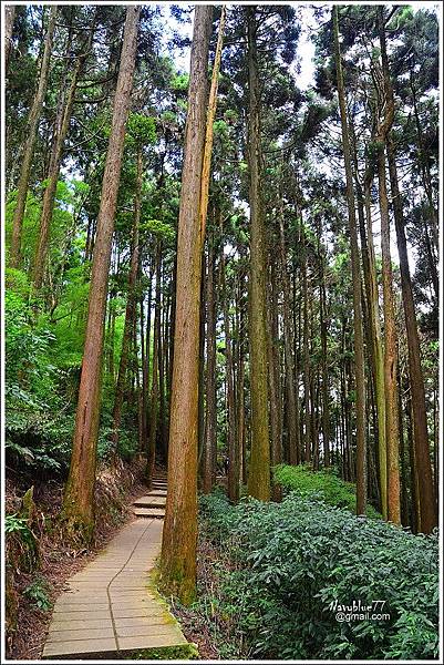 石壁木馬古道-五元二角-雲嶺之丘