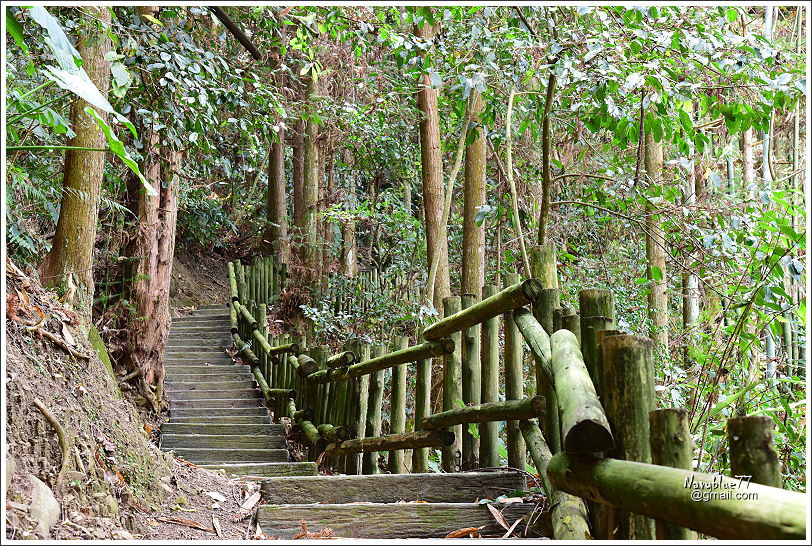 阿里山達邦部落