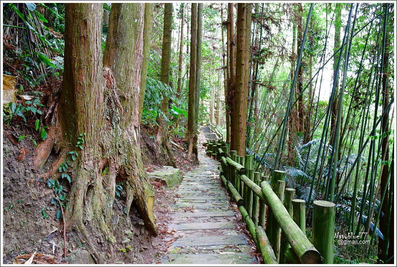 阿里山達邦部落