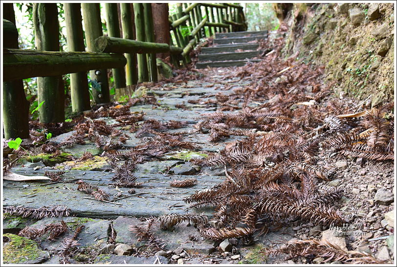 阿里山達邦部落