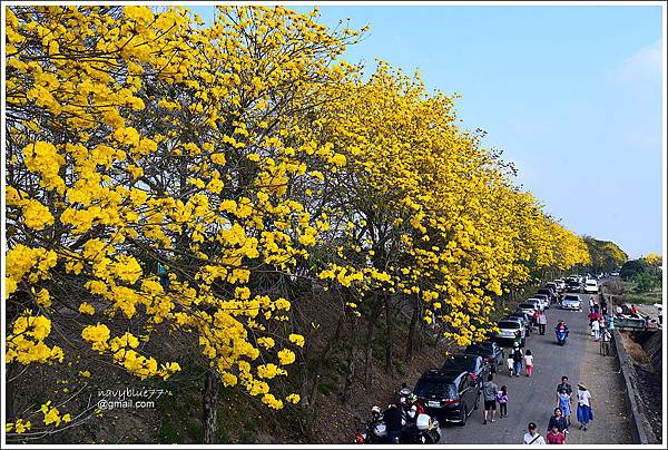 嘉義黃金風鈴花2020 (44).JPG