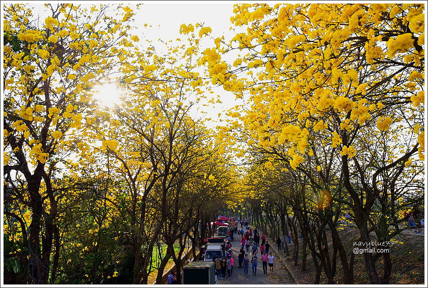 嘉義黃金風鈴花II (13).JPG