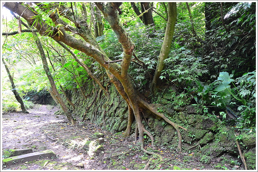 柴寮古道-三貂嶺步道 (21).JPG