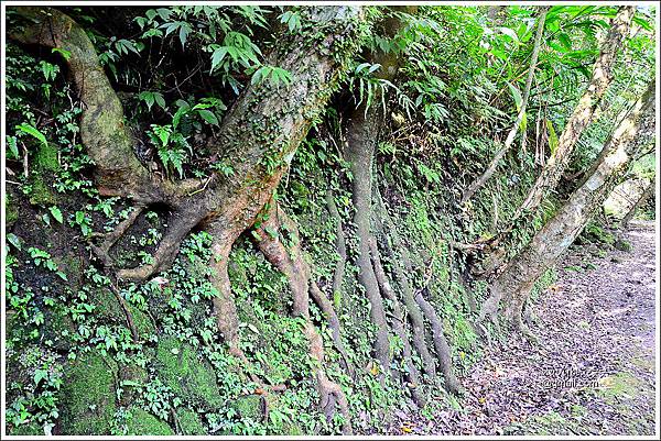 柴寮古道-三貂嶺步道 (22).JPG