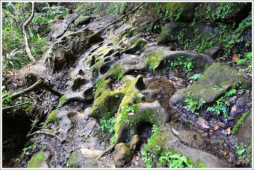 柴寮古道-三貂嶺步道 (28).JPG