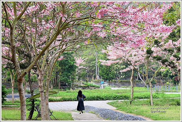 竹崎公園花旗木 (4).JPG