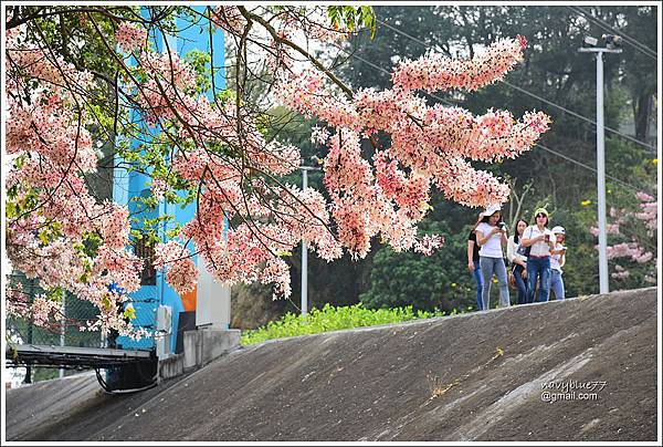 竹崎公園花旗木 (3).JPG