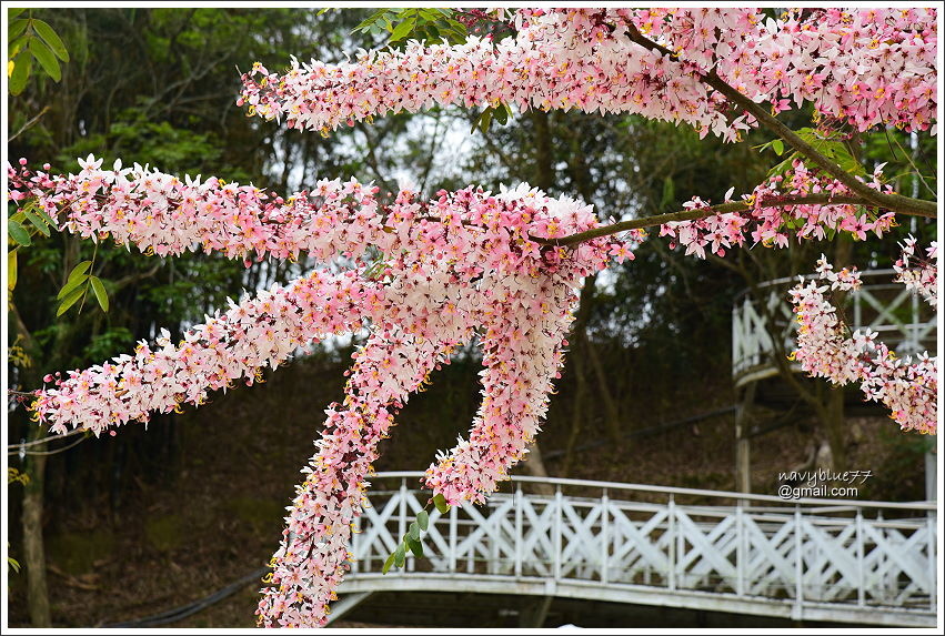 竹崎公園花旗木 (8).JPG