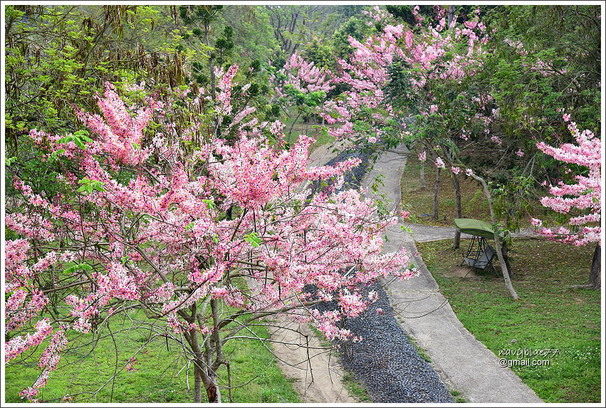 竹崎公園花旗木 (6).JPG