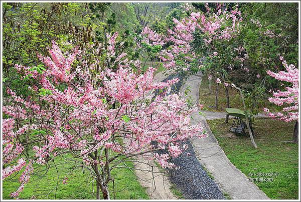 竹崎公園花旗木 (6).JPG