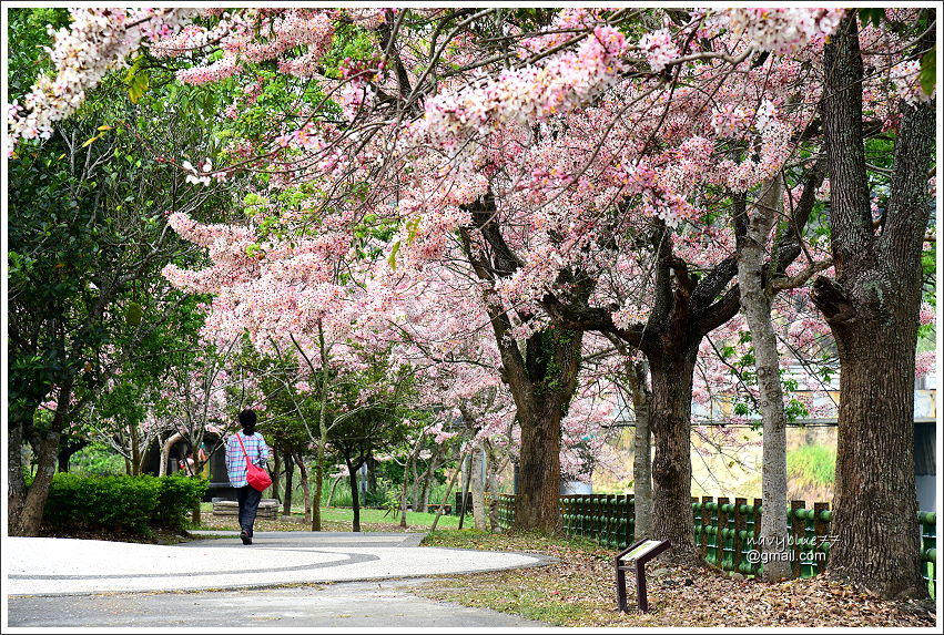 竹崎公園花旗木 (10).JPG