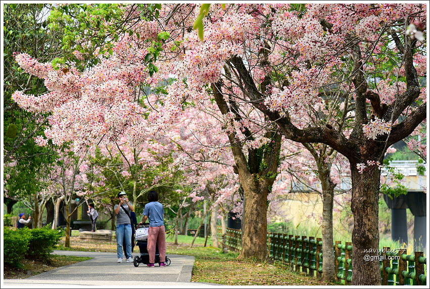 竹崎公園花旗木 (11).JPG