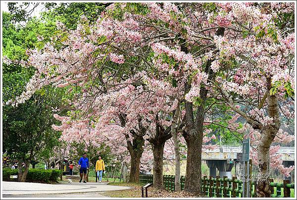 竹崎公園花旗木 (9).JPG