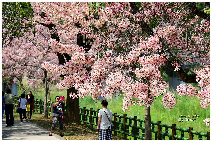 竹崎公園花旗木 (15).JPG