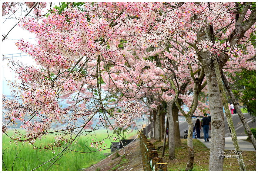 竹崎公園花旗木 (13).JPG