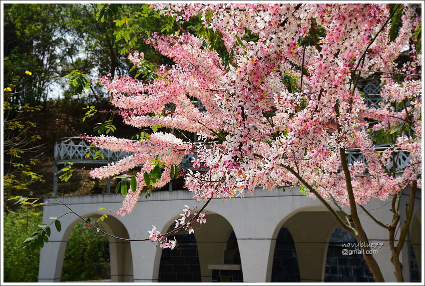 竹崎公園花旗木 (20).JPG