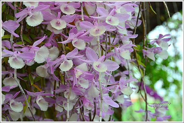 佳鄉餐廳石斛蘭 (4).JPG