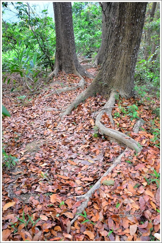 林安森林步道 (13).JPG