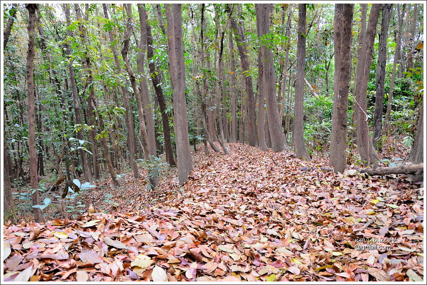 林安森林步道 (17).JPG