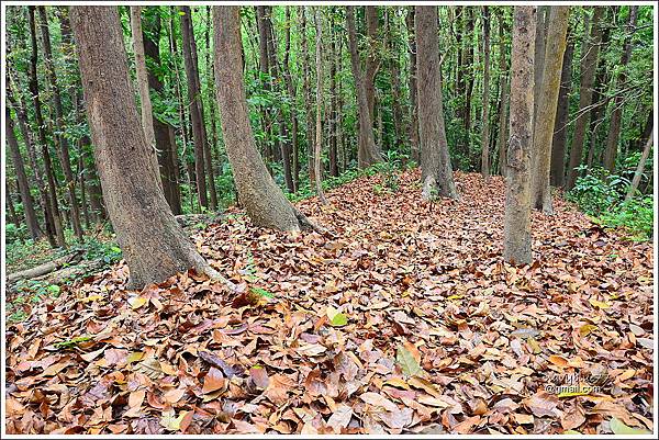 林安森林步道 (21).JPG