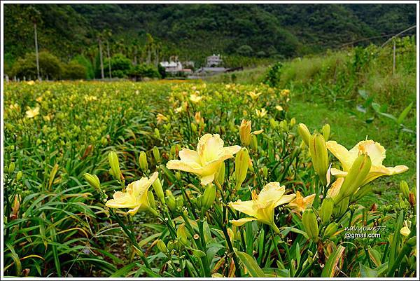 日月潭金針花園 (3).JPG