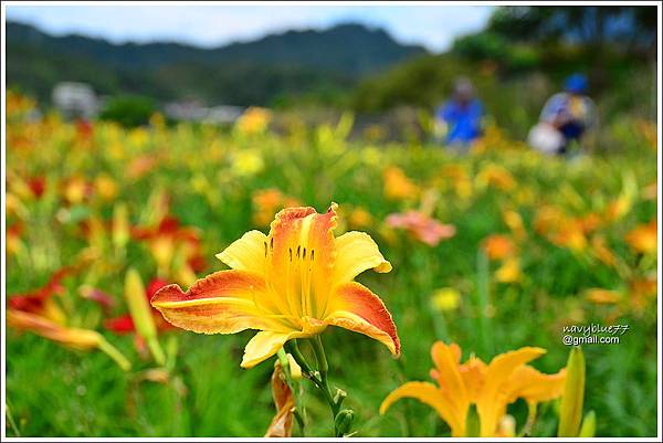 日月潭金針花園 (7).JPG